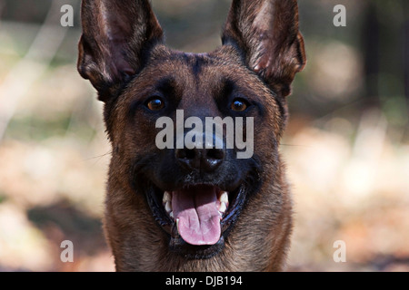 Malinois, portrait Banque D'Images