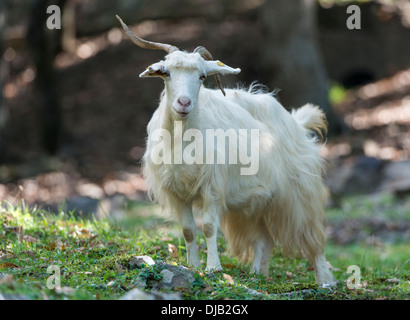 Blanc, chèvre sauvage du Parc National de Nebrodi, Sicile, Italie Banque D'Images