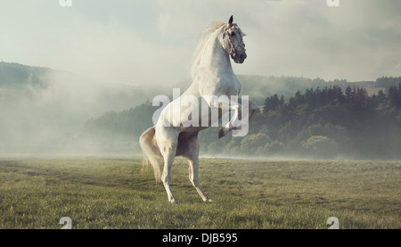 Cheval blanc solide sur l'automne pré vert Banque D'Images