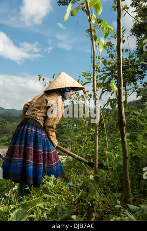 Groupe de la minorité Hmong Flower Girl aide pour le maïs fait ferme dans la colline, Bac Ha, Lao Cai, Vietnam Banque D'Images