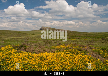 À l'est jusqu'à Dartmoor, sur Haytor sur un tapis d'avant-plan de la floraison l'ajonc et la bruyère Banque D'Images