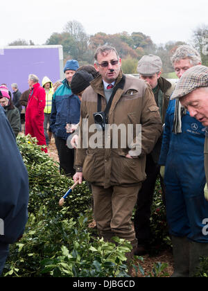 Tenbury Wells, Worcestershire, Royaume-Uni, le 26 novembre 2013. Le gui UK annuel , Holly, Arbre de Noël et des couronnes de Noël Banque D'Images