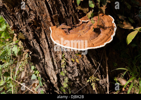 La grande l'amadou champignon sur un arbre dans un bois Banque D'Images