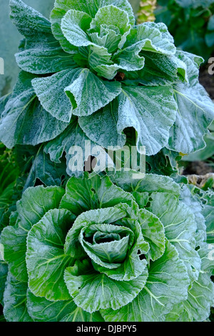 Le chou dépoli dans un jardin de cuisine le matin d'hiver. Devon du Sud. ROYAUME-UNI Banque D'Images