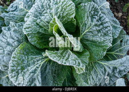 Le chou dépoli dans un jardin de cuisine le matin d'hiver. Devon du Sud. ROYAUME-UNI Banque D'Images