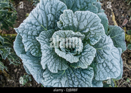 Le chou dépoli dans un jardin de cuisine le matin d'hiver. Devon du Sud. ROYAUME-UNI Banque D'Images