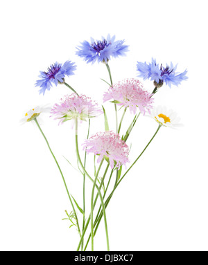 Bouquet de fleurs sauvages isolé sur fond blanc. Banque D'Images