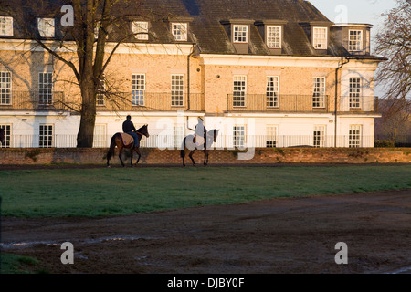 Chevaux sur les galops à Newmarket Banque D'Images