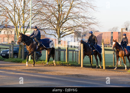 Chevaux sur les galops à Newmarket Banque D'Images