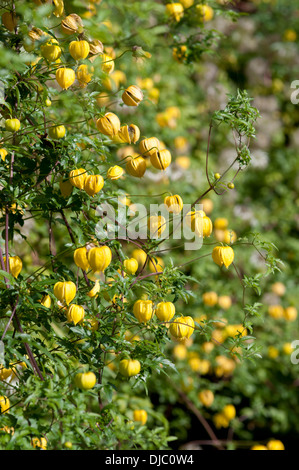 CLEMATIS BILL MACKENZIE Banque D'Images