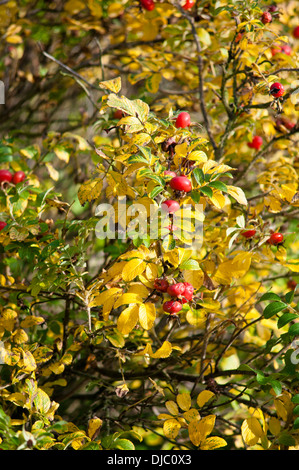 ROSA RUGOSA HANCHES Banque D'Images