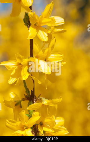 FORSYTHIA X INTERMEDIA WEEK END COURTALYN Banque D'Images