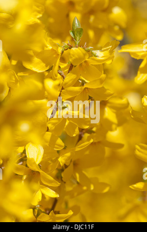 FORSYTHIA X INTERMEDIA WEEK END COURTALYN Banque D'Images