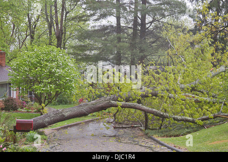 Un grand chêne tombe sur une rue de quartier au cours d'une tempête Banque D'Images