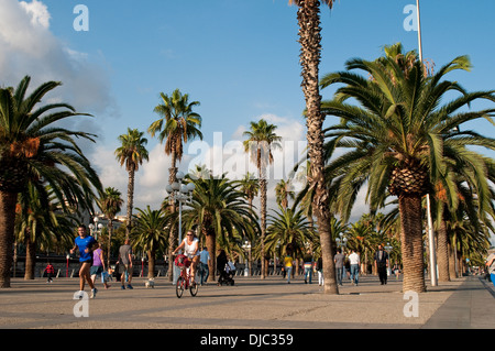 La promenade bordée de palmiers au Moll de la Fusta - Dock en bois qui court le long de Passeig de Colom, Barcelone, Catalogne Banque D'Images