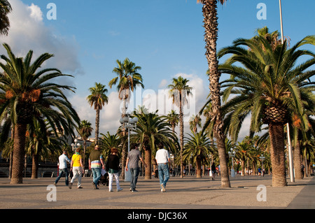 La promenade bordée de palmiers au Moll de la Fusta - Dock en bois qui court le long de Passeig de Colom, Barcelone, Catalogne Banque D'Images