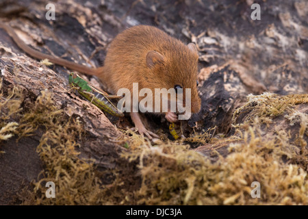 Alimentation souris une sauterelle. Banque D'Images