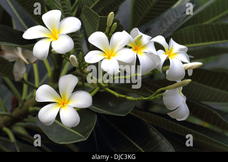 Fleurs de frangipanier blanc dans le Royaume de Bahreïn Banque D'Images