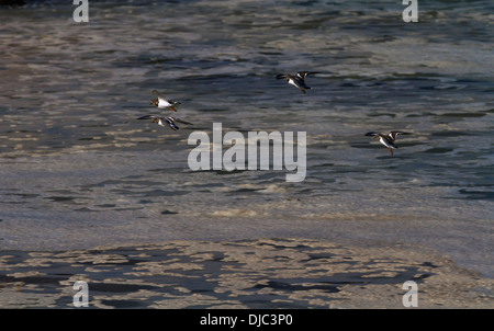 Les oiseaux de rivage en vol au dessus de l'océan Banque D'Images