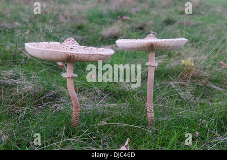 Parasol toadstool Macrolepiota procera] [ou] [Lepiota procera Sussex. UK. Septembre Banque D'Images