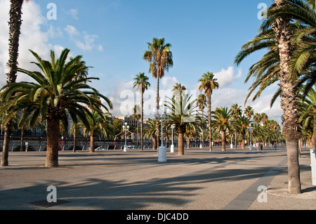 La promenade bordée de palmiers au Moll de la Fusta - Dock en bois qui court le long de Passeig de Colom, Barcelone, Catalogne Banque D'Images