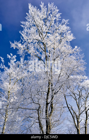 L'Allemagne, la Nature Park Odenwald : des arbres avec blanc givre à Katzenbuckel après la première chute de neige en montagne Banque D'Images