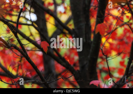 Photograph of a single maple leave with a blurred natural background. Banque D'Images