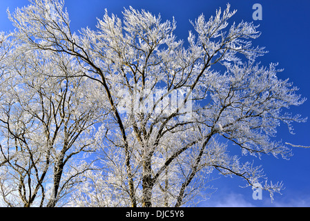 L'Allemagne, la Nature Park Odenwald : des arbres avec blanc givre à Katzenbuckel après la première chute de neige en montagne Banque D'Images