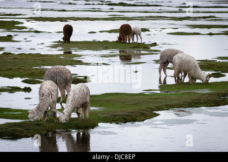 Les lamas dans un champ au nord d'Arequipa, Pérou. Banque D'Images