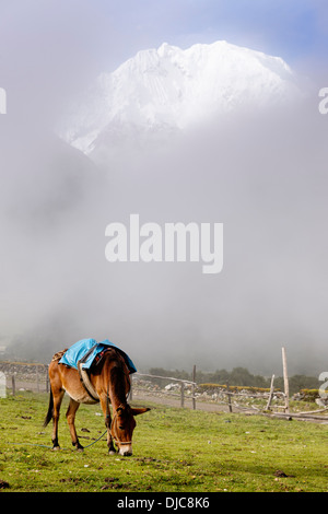 Un mulet en premier plan de pâturage de la montagne Salkantay - le long de la route de la randonnée de Salkantay dans la région de Cuzco au Pérou. Banque D'Images