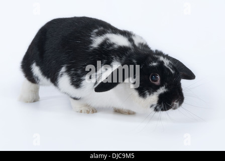 Le noir et blanc Netherland Dwarf race de lapin domestique marche rampante timidement le long de Banque D'Images