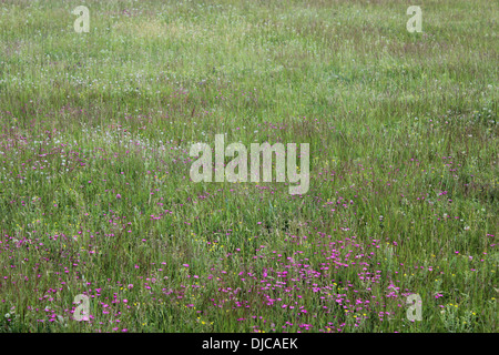 Fleurs d'oeillet rose sauvage dans le domaine Banque D'Images