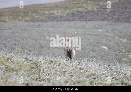 Red Deer à Wicklow, Irlande Banque D'Images