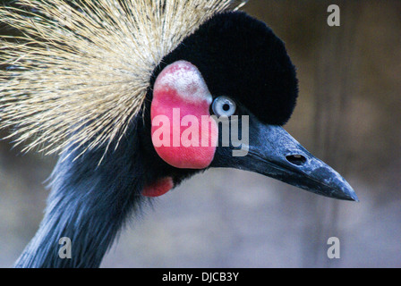 Close-up of a grey-grue couronnée (Balearica regulorum) Banque D'Images