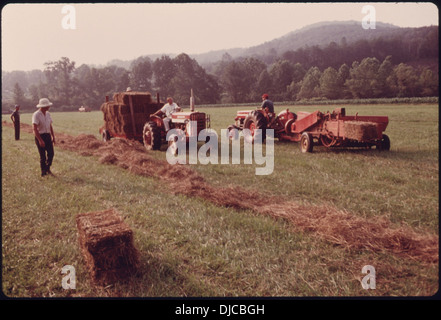 La COLLECTE ET LA MISE EN BALLES DE FOIN TEMPS À LA FERME DE JOSEPH KIMSEY VU DANS LE PREMIER PLAN À GAUCHE AVEC UN casque colonial blanc. Le . 754 Banque D'Images