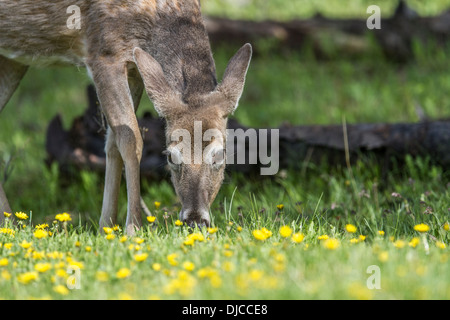 Cerf de Virginie (Odocoileus virginianus). Le pâturage à la lisière de la forêt, avec des fleurs en premier plan. Banque D'Images