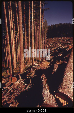 La photographie montre le bord d'une zone fraîchement coupée à blanc avec un sapin Douglas tombé et prêt à être traité. Cette image met en évidence l'impact de l'exploitation forestière sur les écosystèmes forestiers et la gestion des ressources en bois. Banque D'Images