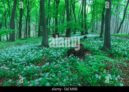 Ramsoms dans la forêt de hêtres, Allemagne Banque D'Images