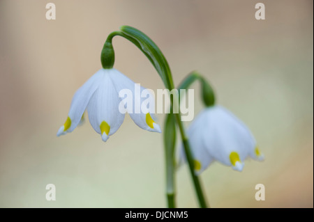 Flocon de neige de printemps Leucojum vernum, Allemagne, Banque D'Images