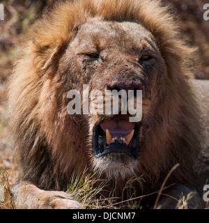 Lion (Panthera leo) dans la zone de Savuti, parc national de Chobe, au Botswana Banque D'Images