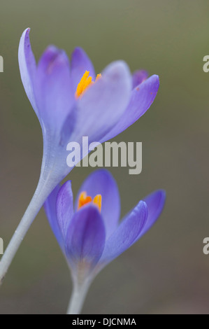 Les crocus bleu, Allemagne Banque D'Images