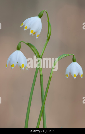 Flocon de neige de printemps Leucojum vernum, Allemagne, Banque D'Images