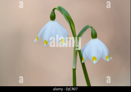 Flocon de neige de printemps Leucojum vernum, Allemagne, Banque D'Images