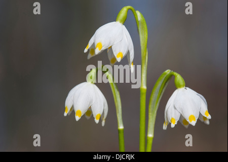 Flocon de neige de printemps Leucojum vernum, Allemagne, Banque D'Images