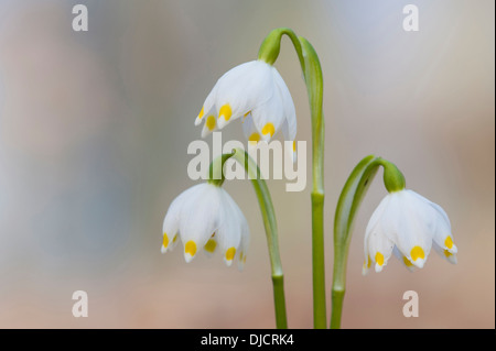 Flocon de neige de printemps Leucojum vernum, Allemagne, Banque D'Images