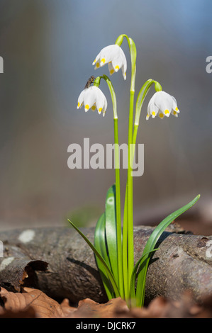 Flocon de neige de printemps Leucojum vernum, Allemagne, Banque D'Images