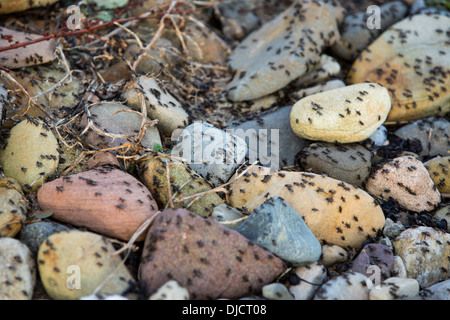 Des algues flys (Coelopa frigida) qui se nourrissent de mauvaises herbes de mer échoués sur le rivage, qui tendent à s'éloigner de la lutte contre les mauvaises herbes Banque D'Images