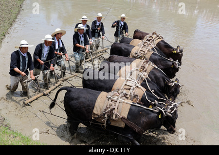 Paysan japonais le labour des rizières, à l'aide de puissance de buffalo Banque D'Images