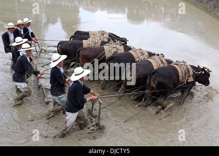 Paysan japonais le labour des rizières, à l'aide de puissance de buffalo Banque D'Images