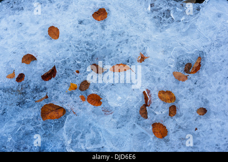 Flux gelés avec collection automne laisse sur la glace.Patagonie.Chili Banque D'Images